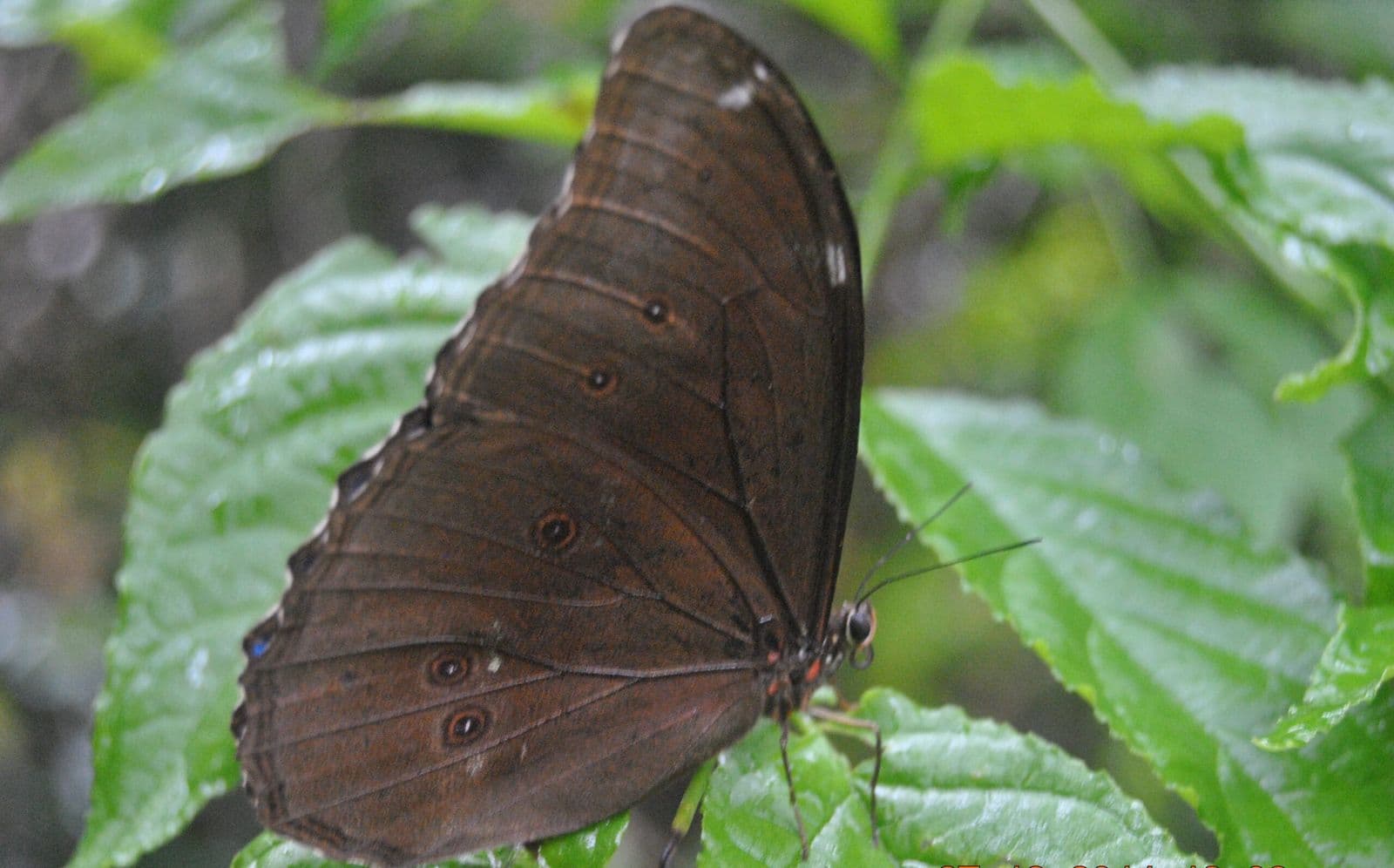 Vlinder in het Surinaamse binnenland